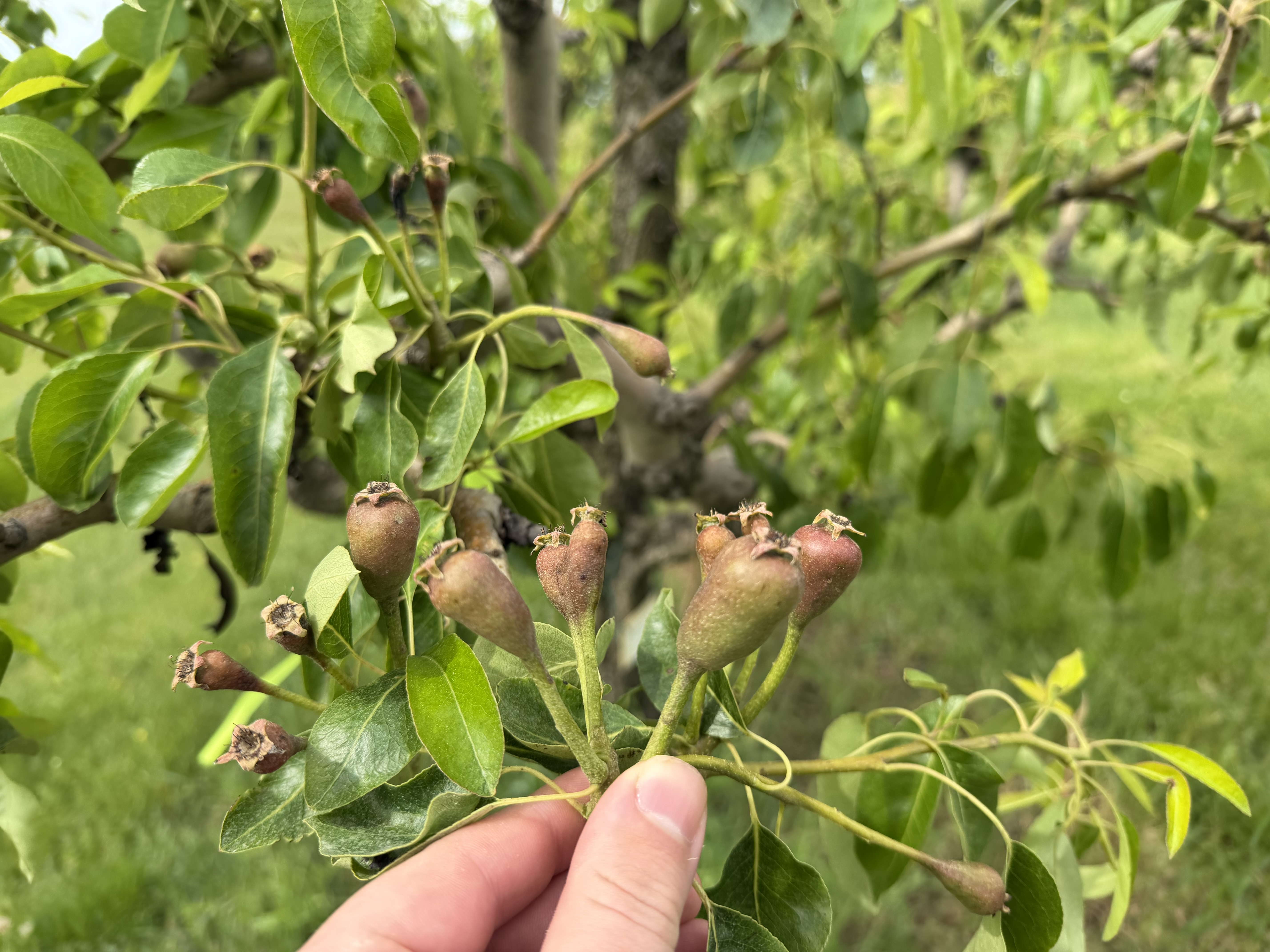 A large cluster of small, unripe pear fruits. 
